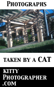 Kitty Photographer